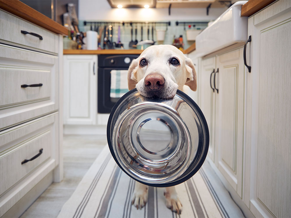 Ein Hund wartet mit Futternapf im Maul auf die Rationsgestaltung mit dem Fachwissen aus der Hundeernährungsberatung