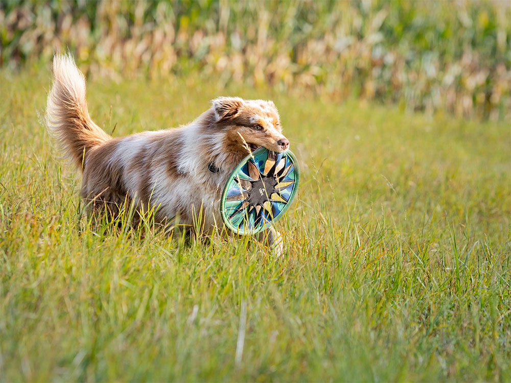 Hund apportiert Frisbee als Praxisaufgabe der Hundetrainer Ausbildung
