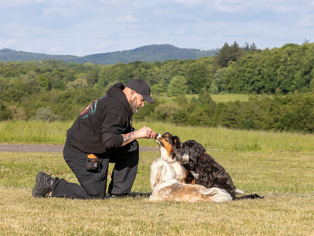 Training mit mehreren Hunden in der Praxisphase der Hundetrainer Ausbildung