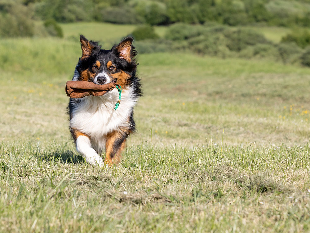 Apportieren ist Bestandteil unterschiedlicher Disziplinen der Hundetrainer