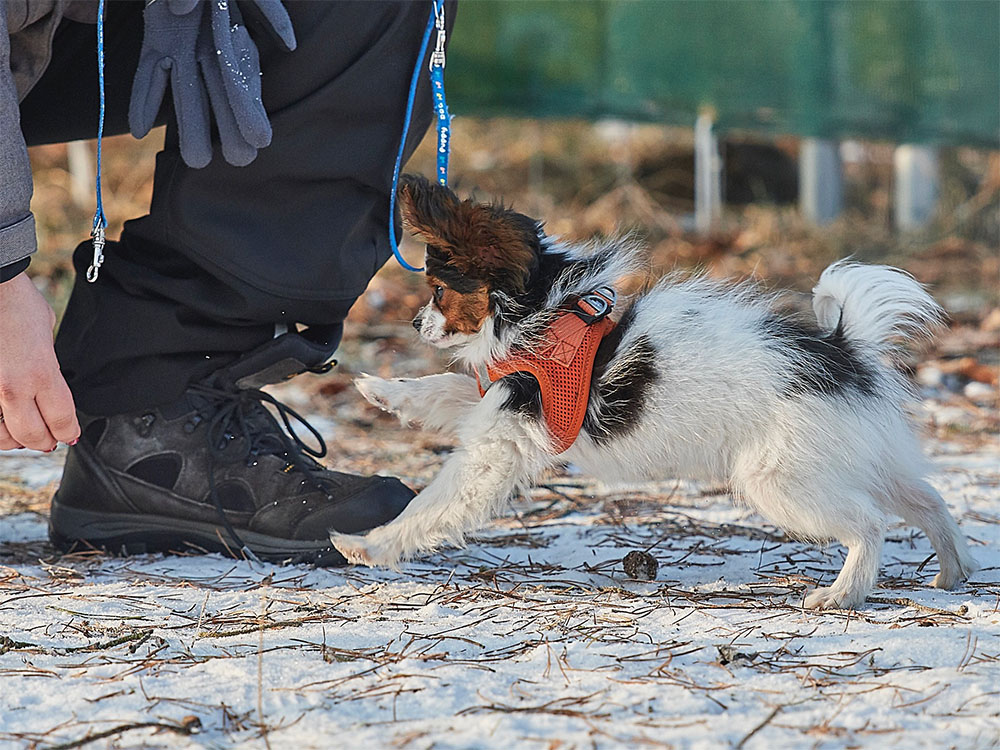 Schnell ans Ziel beim Rückruf und in der Hundetrainer Ausbildung in Vollzeit