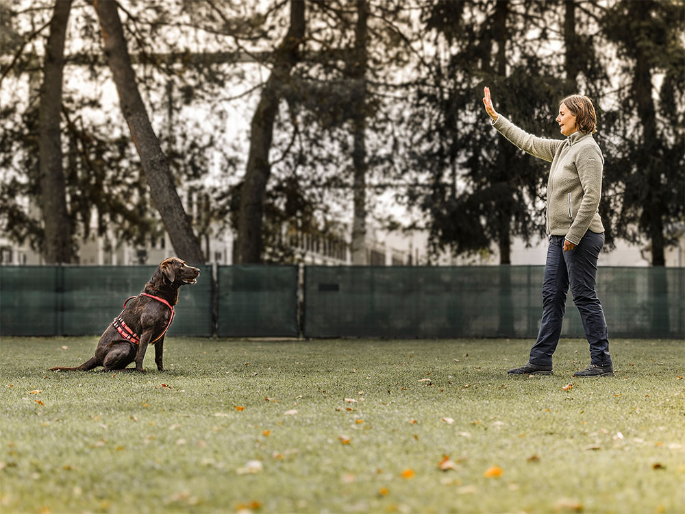 Stopp auf Distanz als Prüfung für Hundetrainer