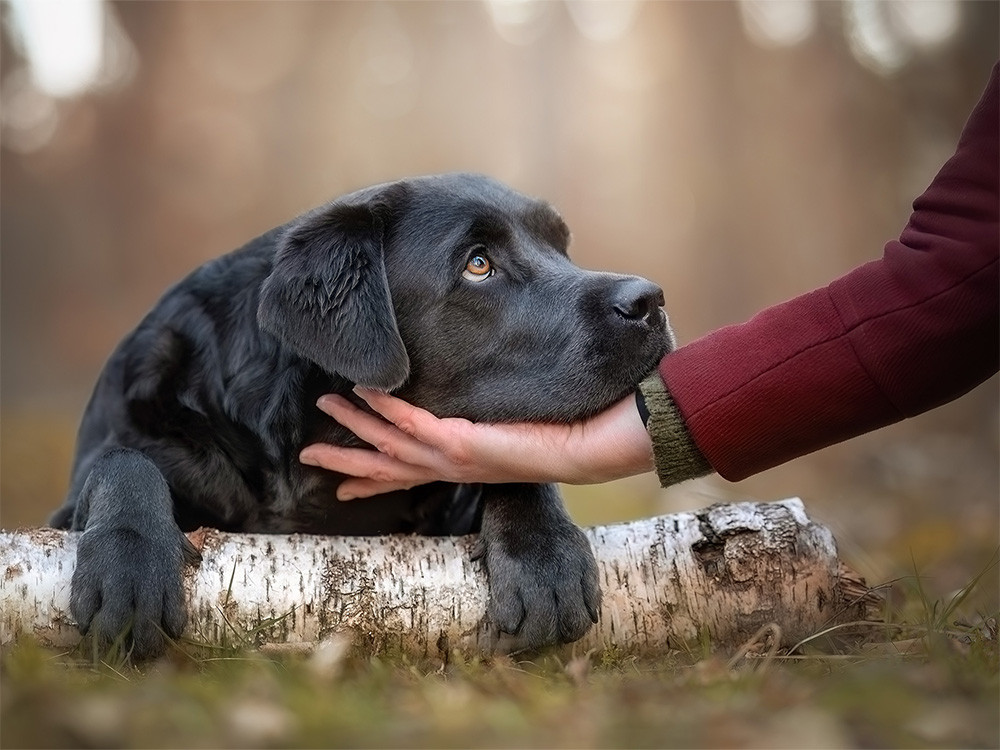 Hundewissenschaften Ausbildung an der ATN