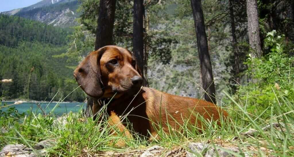 Jagdhunde: Familienhunde oder Arbeitstiere|Der afrikanische Wildhund zeigt die volle Jagdverhaltenskette|Schleppjagden auf lebendes Wild sind hierzulande verboten|Der Beagle ist ein typischer Meutehund|Fixieren: ein Element der Jagdverhaltenskette|Das Ablegen der Jagdprüfung sollte wohlüberlegt sein|Dozenten und Autoren ATN - Autorin Ines Scheuer-Dinger