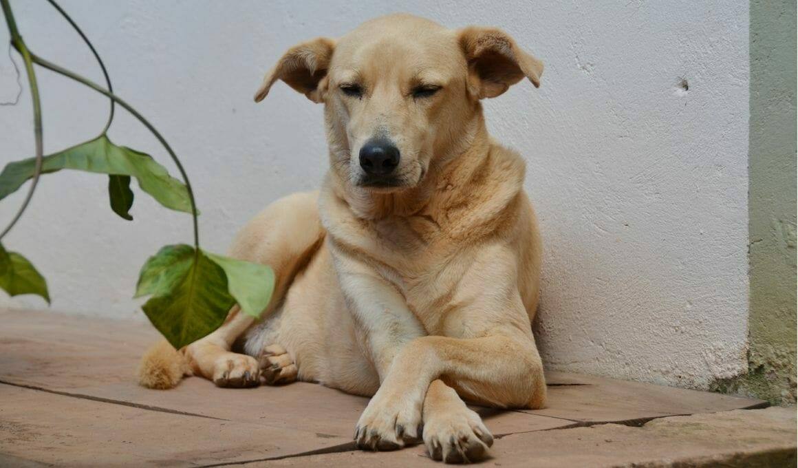 Jeder Hund kann ein Schulhund sein|Hund in der Schule