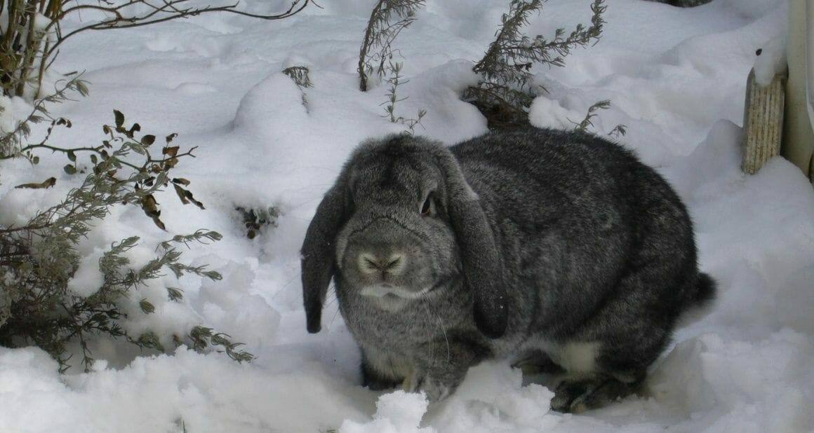 Kaninchenhaltung im Winter|Ein festes Gehege mit Licht