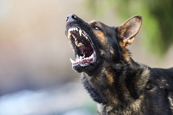Kastration von Hunden aus ethischer Sicht_ATN Magazin_Schäferhund mit aggressivem Verhalten