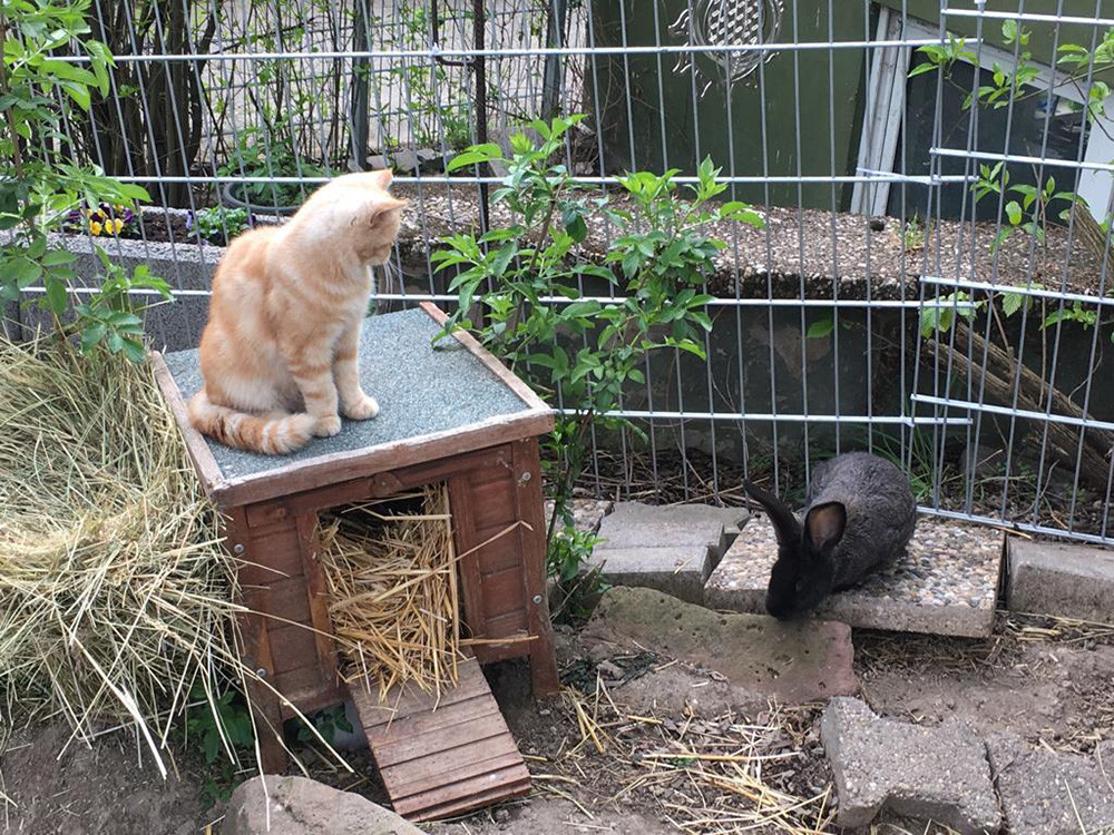 Eine Katze besucht ein Kaninchen interessiert im Freigehege