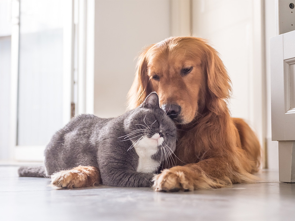 Katze und Hund liegen partnerschaftlich aneinander gekuschelt in der Wohnung