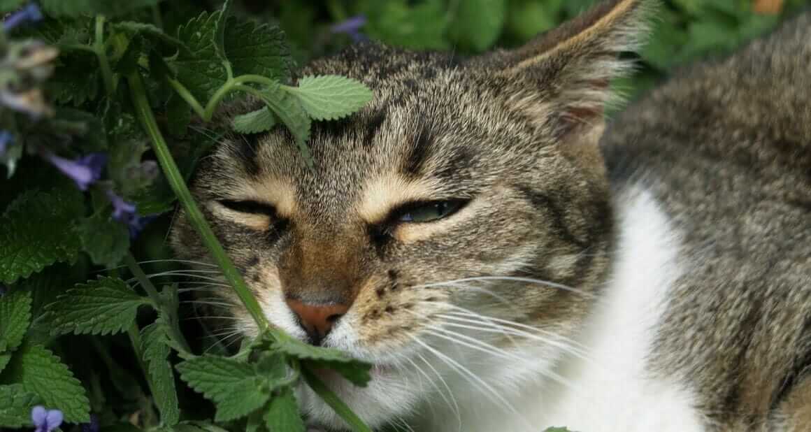 Katzen im Minze-Rausch|Katzenminze (Nepeta cataria) Katzenminze ist nicht gleich Katzenminze. Die intensivste Wirkung hat die Echte Katzenminze|Dem Menschen weit voraus: Nepeta racemosa syn.Nepeta mussinii|Etwas getrocknete Katzenminze macht ungeliebte Kratzbäume für Katzen attraktiv