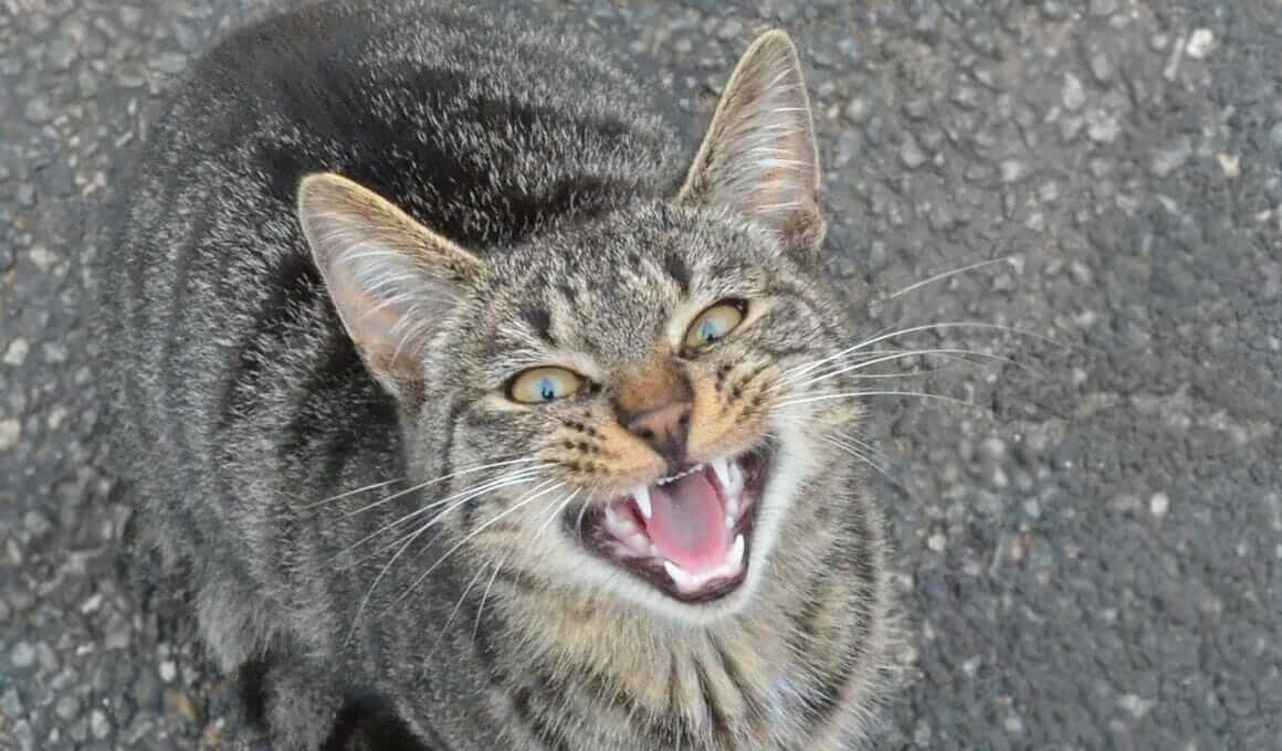 Katzen miaut zu viel|Einsame ängstliche Katze
