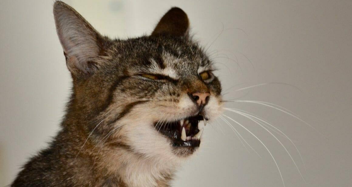Katzenasthma: Wenn Atmen zur Not wird|Röntgenaufnahme einer 6jährigen Katze mit jahrelanger Atemnot und Hustenanfällen|Dozenten und Autoren ATN - Autorin Jessica Firchow