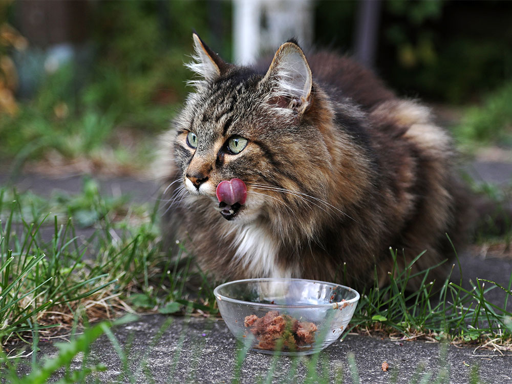 Diese Katze schleckt eine an ihrer Ernährungsbedürfnisse angepasste Futterportion aus einer Glasschüssel