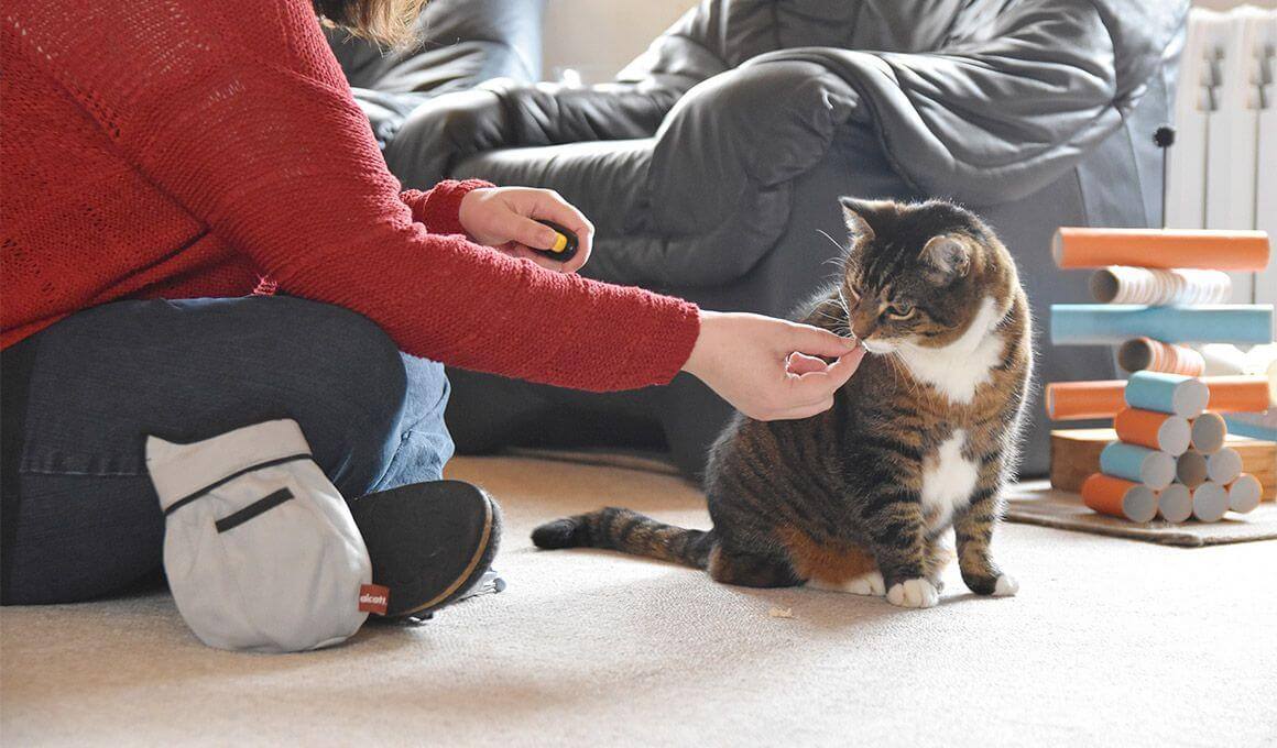 Katzenverhaltensberaterin Anne-Kathrin Mausolf|Katzenverhaltensberaterin Anne-Kathrin Mausolf|Katzenverhaltensberaterin Anne-Kathrin Mausolf|Katzenverhaltensberaterin Anne-Kathrin Mausolf