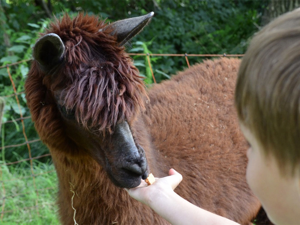 Beziehungsaufbau zu einem Alpaka ist nach bestandener Abschlussprüfung als Tierpsychologie mögliches Betätigungsfeld