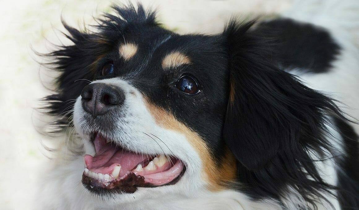 Können Hunde Fernsehen|Hund schaut Fernsehen|Was sehen Hunde im Fernsehen