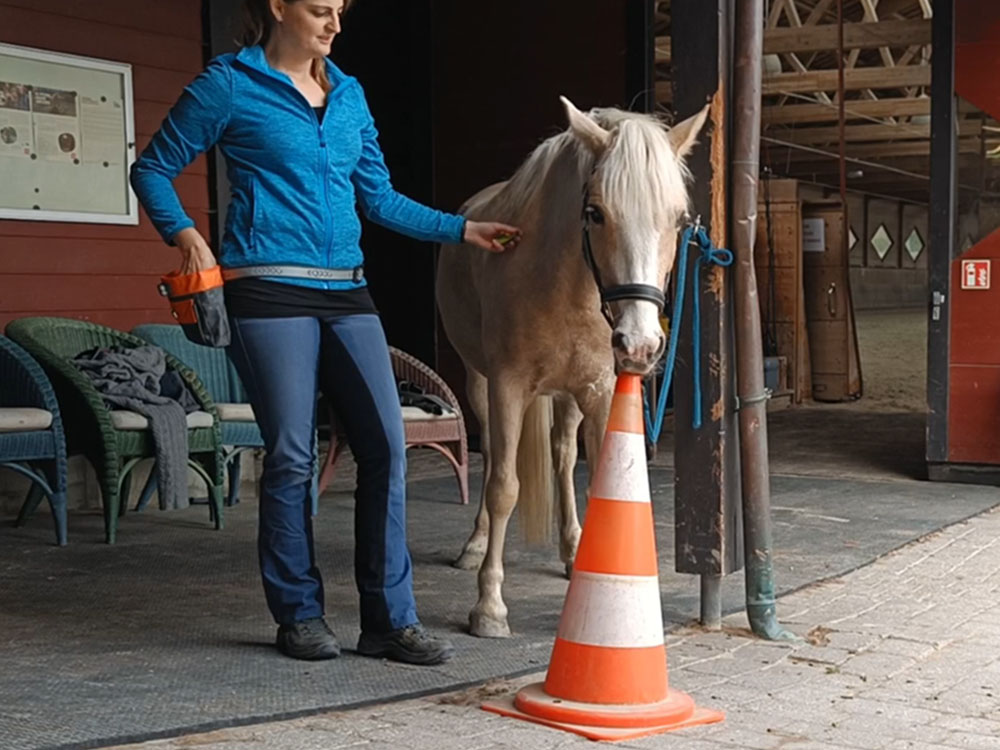 Das Pony berührt eine orange-weiß-gestreifte Pylone mit dem Maul als Kooperationssignal beim Medical Training
