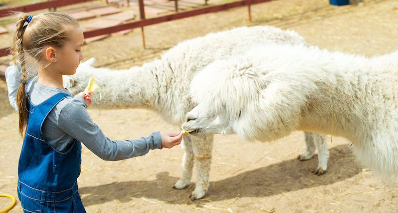 ATN_Reportage_Leben lernen mit Ponys und Alpakas_Kind und Alpaka|Leben Lernen - Mit Ponys und Alpakas|Leben Lernen - Mit Ponys und Alpakas|Leben Lernen - Mit Ponys und Alpakas|Leben Lernen - Mit Ponys und Alpakas|Leben Lernen - Mit Ponys und Alpakas|ATN_Reportage_Leben lernen mit Ponys und Alpakas_Kinder und Alpakas|ATN_Reportage_Leben lernen mit Ponys und Alpakas_Kind_Ziege|ATN_Reportage_Leben lernen mit Ponys und Alpakas_Kind und Pferd|ATN_Reportage_Leben lernen mit Ponys und Alpakas_Pony_Schneemann