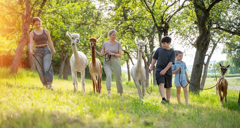ATN_Reportage_Leben lernen mit Ponys und Alpakas_Kinder und Alpakas