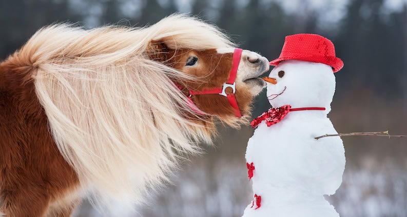 ATN_Reportage_Leben lernen mit Ponys und Alpakas_Pony_Schneemann