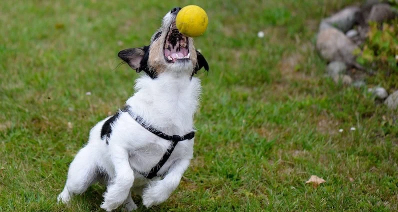 Balljunkie Jack Russell Terrier