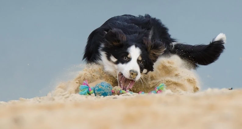 ATN Akademie Online Magazin - Balljunkie Border Collie. Border Collie speilt im Sand und Jagt Spielzeug hinter her.