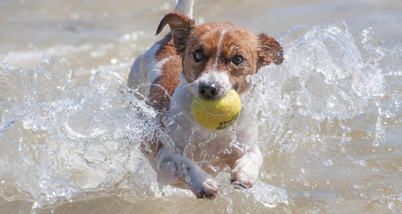 ATN Akademie Online Magazin - Balljunkie Jack Russell Terrier. Hund läuft im Wasser mit einen gelben Ball im Mund.