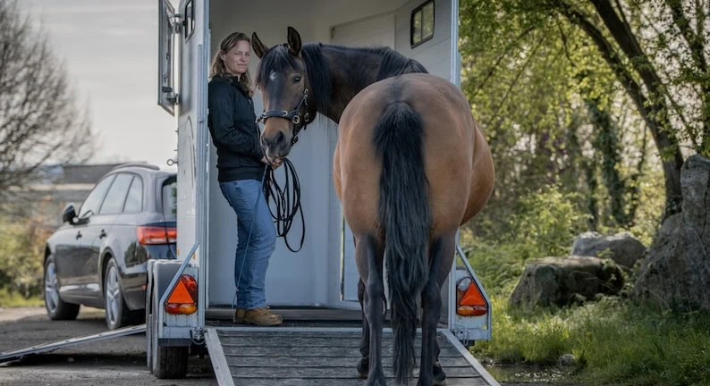 Pferd wird verladen