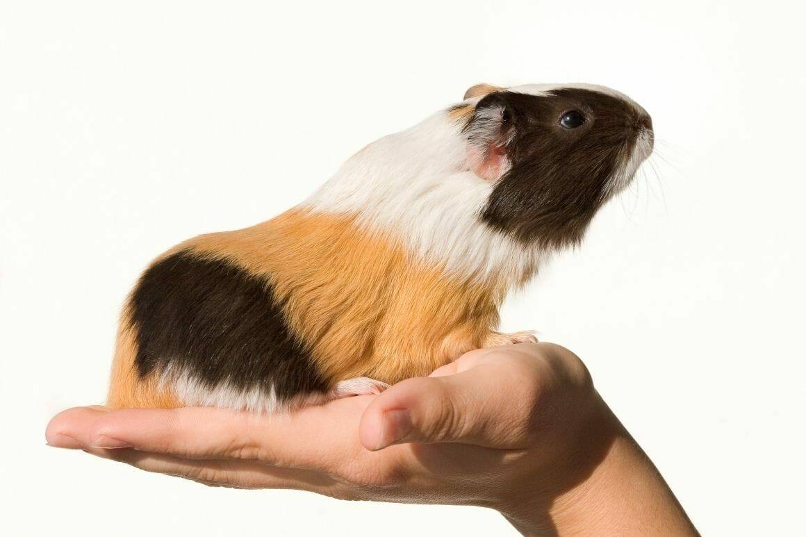 Meerschweinchen richtig hochzunehmen ist eine Herausforderung für Mensch und Tier|Heukörbchen