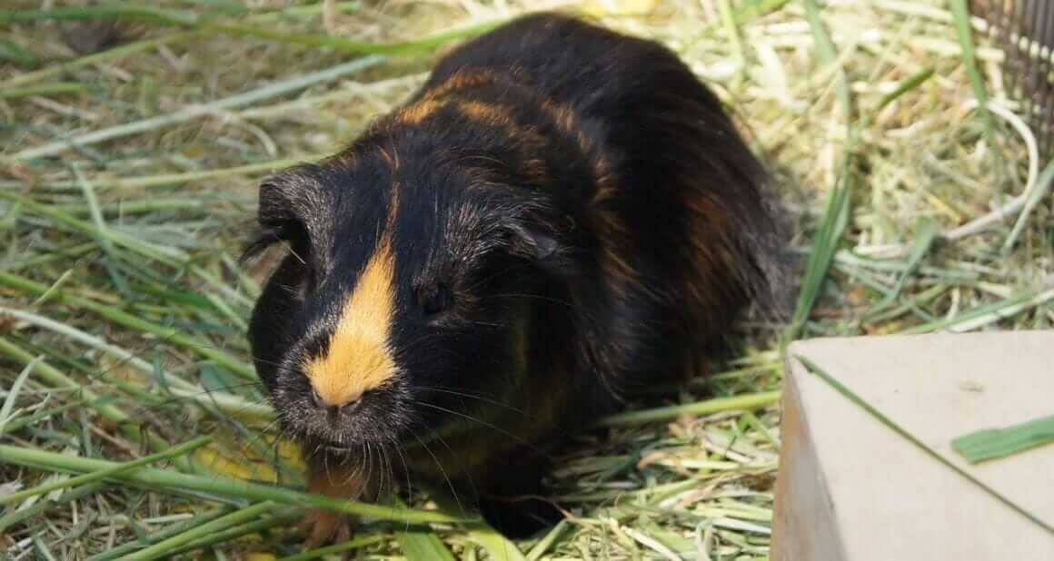 Meerschweinchen und Sommerhitze|Meerschweinchen - Sommerhitze|Meerschweinchen und Sommerhitze - Hitzschlag|Dozenten und Autoren ATN - Autorin Prof. Dr. Linda Maria Koldau