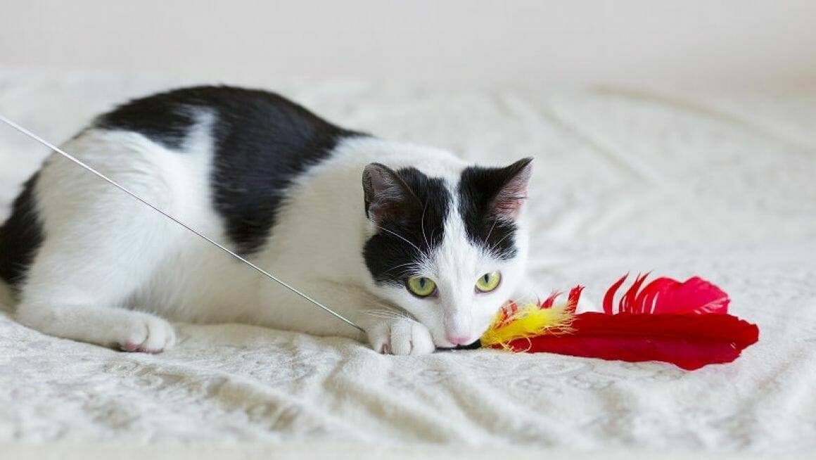 Mit Katzen richtig spielen|Dozenten und Autoren ATN - Autorin Anja Bahn