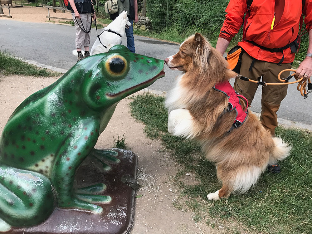 Das Nasentarget als Stressmanagement-Ansatz für die Begegnung dieses Hundes mit einer unbekannten großen Froschfigur