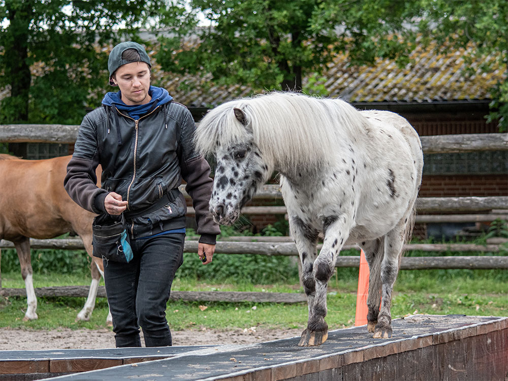 Geschecktes Pony balanciert in der Freiarbeit neben Pferdeverhaltenstrainer auf einem Holzsteg
