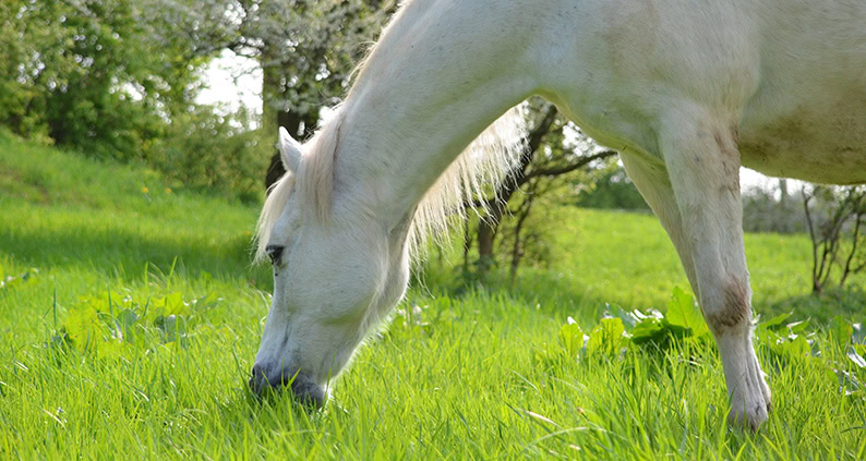 ATN Akademie Online Magazin - Anweiden Pferd. Weißes Pferd ist gras auf einer Koppel.|ATN Akademie Online Magazin - Pferde richtig Anweiden. Braunes Pferd isst gras auf einer Koppel.|ATN Akademie Online Magazin - Weißer Esel isst auf Wiese Graß.|ATN Akademie Online Magazin - Pferde richtig Anweiden. Eine Herde Pferde stehen auf einer Koppel.|ATN Akademie Online Magazin - Anweiden von Hufen. Hufe vom Pferd werden gekühlt durch Wasser.