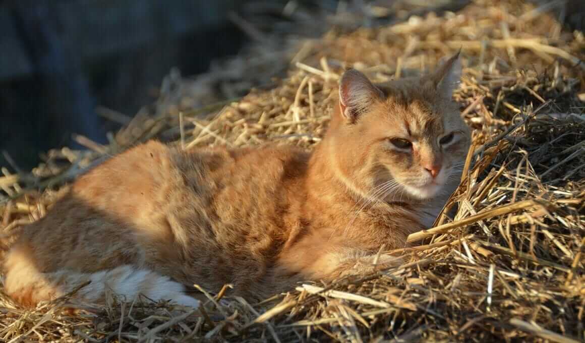 Psychosomatische Erkrankungen bei Katzen|Psychosomatische Erkrankungen bei Katzen|Katzen: Artgenossen ein gutes Mittel gegen Langeweile|Psychosomatische Erkrankungen bei Katzen|Psychosomatische Erkrankungen bei Katzen