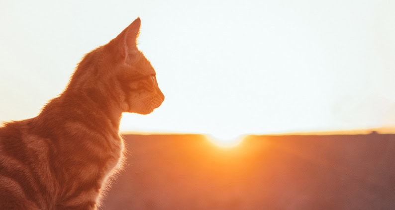 ATN Akademie Online Magazin - Im Vordergrund ist eine gestreifte Katze im Hintergrund geht die unter Sonne.|ATN Akademie Online Magazin - schwarzer Hund am Strand.|ATN Akademie Online Magazin - Heller Hund schwimmt im Wasser.|ATN Akademie Online Magazin - Temperaturtabelle Autohitze. Außentemperatur Tabelle Autohitze für Hund und Katze.