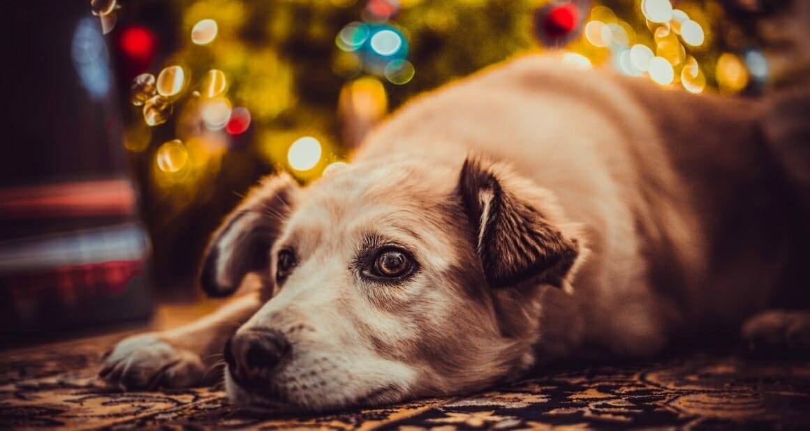 Silvester! Angst und Furcht beim Hund – der feine Unterschied|Die Geräusche und visuellen Reize zu Silvester lösen bei vielen Hunden Angst aus|Auch Gerüche können Angst auslösen|Angstverhalten führt zu einem Ungleichgewicht von Neurotransmittern|Dozenten und Autoren ATN - Autorin Cinta Hamacher