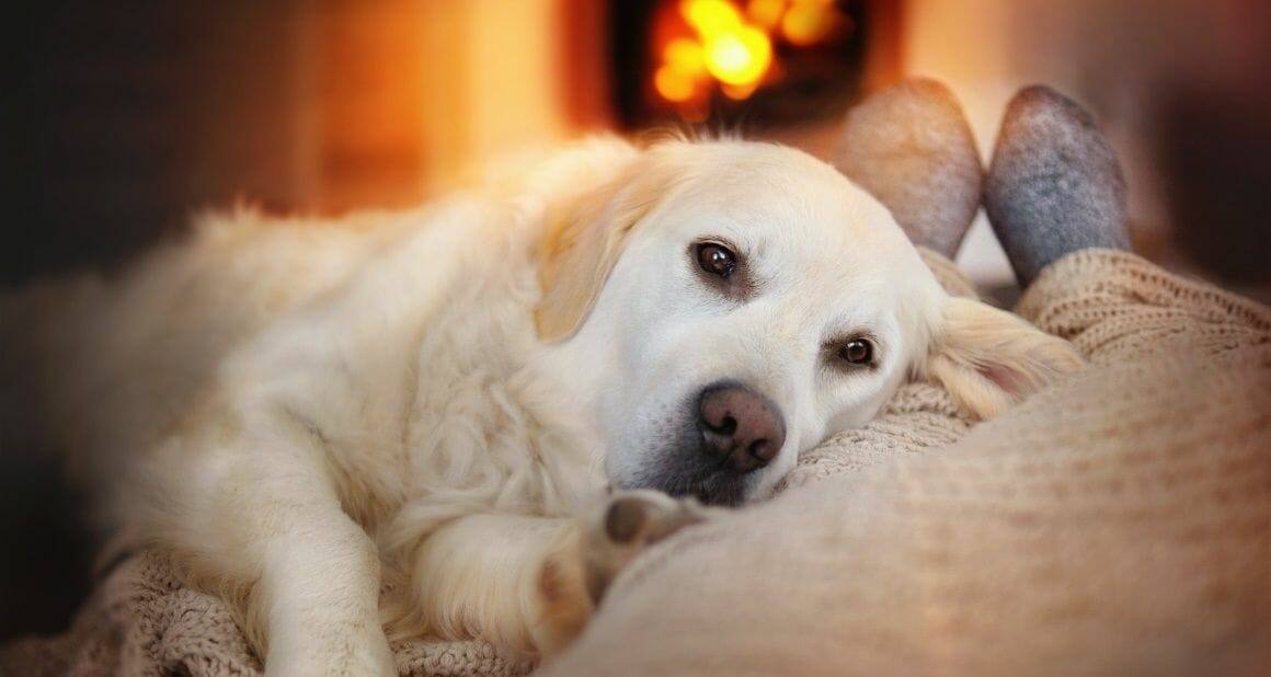 Silvester mit Hund: Tipps für kurzfristige Hilfe|Entspannte Zeit für Hund vor Silvester|Hunde Spaziergang an Silvester