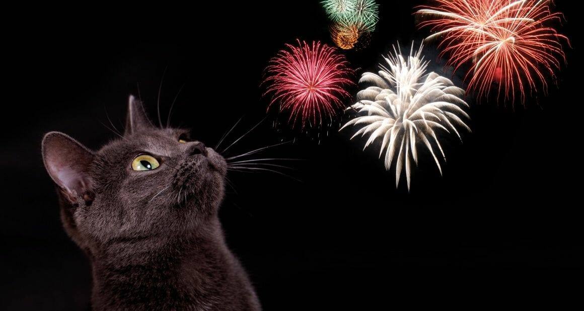Silvester mit Katze: Es geht los!|Silvester mit Katze|Katze an Silvester ablenken|Katze - Langsames Streicheln wirkt beruhigend