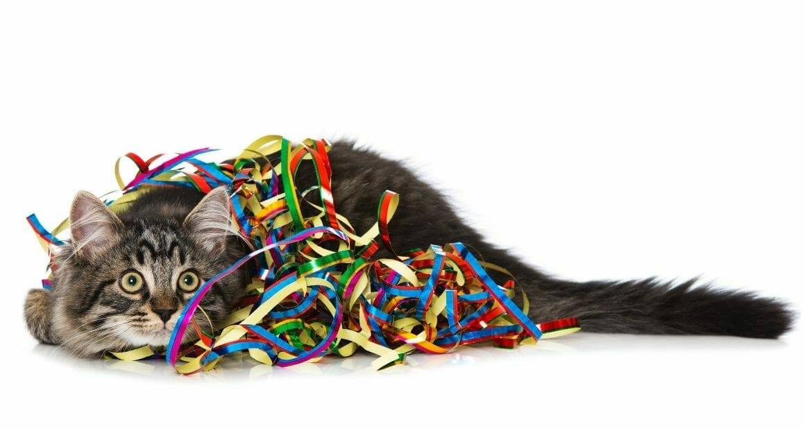 Silvester mit Katze - Rechtzeitige Vorbereitung|Reaktion auf Böller bei Katze|Silvester mit Katze