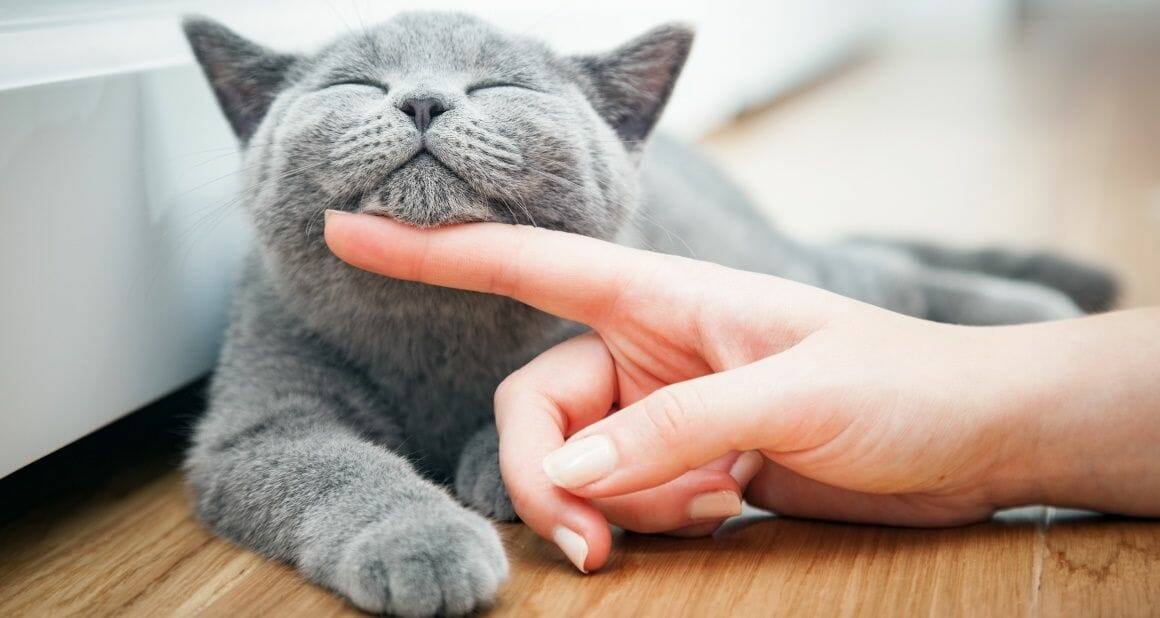 Sind wir für Katzen Personal oder Fels in der Brandung?|Die meisten Katzen entwickeln eine gute Bindung zur ihrem Lieblingsmenschen|Katzenverhalten: Einzelgänger und Gruppentier