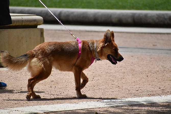 ATN Akademie Online Magazin - Brauner Schäferhund wird an einer Leine geführt.
