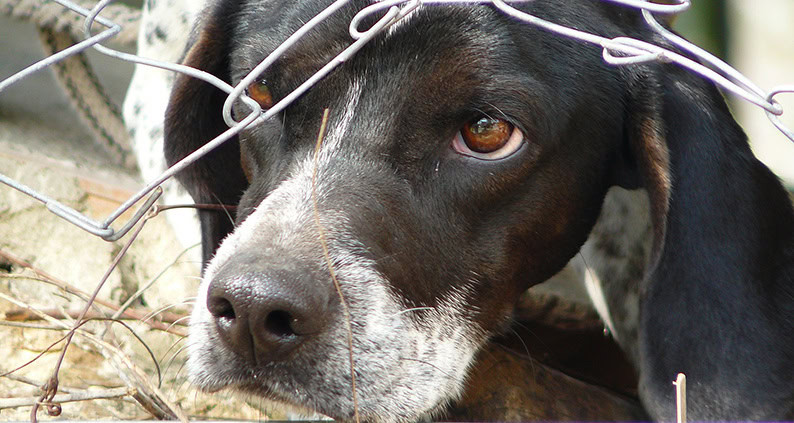 ATN Akademie Online Magazin - Hund aus dem Auslandstierschutz. Ein schwarzer Hund der verängstig guckt dazu liegt fast auf seinem Kopf ein Zaun.|ATN Akademie Online Magazin - Hund aus dem Auslandstierschutz. Ein schwarzer Hund der durch einen Metallzaun traurig guckt.|ATN Akademie Online Magazin - Hund aus dem Auslandstierschutz. Ein schwarzer Hund der durch einen Metallzaun traurig guckt.|ATN Akademie Online Magazin - Hund aus dem Auslandstierschutz. Ein Brauner Hund der durch einen schwarzen Zaun guckt.|ATN Akademie Online Magazin - Zwei Hunde die in eine Richtung schauen der eine Hund ist weiß und der andere schwarz.|ATN Akademie Online Magazin - Hunde aus dem Auslandstierschutz. Mehrere Hunde in einem Vorhof laufend Richtung Kamera.|ATN Akademie Online Magazin - Welpen aus dem Ausland. Zwei kleine Welpen schauen durch ein loch zwischen zwei Holzlatten.|ATN Akademie Online Magazin - Brauner Schäferhund wird an einer Leine geführt.|ATN Akademie Online Magazin - Schwarzer Hund mit weißen Akzenten sitzt auf dem Schoß eines jungen Mädchens.|ATN Akademie Online Magazin - Weiß Braun gefleckter Hund steht im Gras und schaut lächelnd in die Kamera.|ATN Akademie Online Magazin -Schwarz Brauner Hund der durch eine Öffnung guckt.|ATN Akademie Online Magazin - Stress bei Säugenden Hündin. Brauner Hund an dem mehrere Welpen milch bekommen.