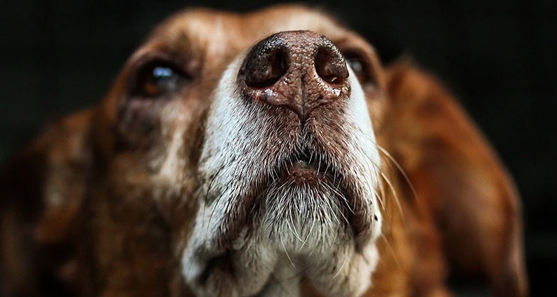 ATN Akademie Online Magazin - Tasthaare beim Hund. Brauner Hund im Vordergrund ist seine Nase und der Mund.|ATN Akademie Online Magazin - Heller Hund riecht an einer Hand.|ATN Akademie Online Magazin - Brauner Hund riecht an einen Blätter häufen und steht in einem Waldgebiet.|ATN Akademie Online Magazin - Brauner Hund schwimmt in Waser mit einen Stock im Mund.|ATN Akademie Online Magazin - Brauner Hund mit offenen Maul.|ATN Akademie Online Magazin - Braun weißer Hund mit braunen Halsband.
