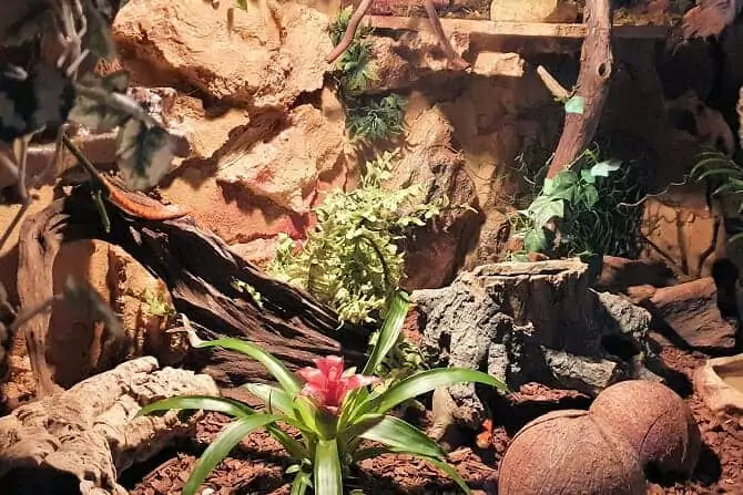 Tiergestützte Therapie Ausbildung - Terrariengestaltung für Schlangen