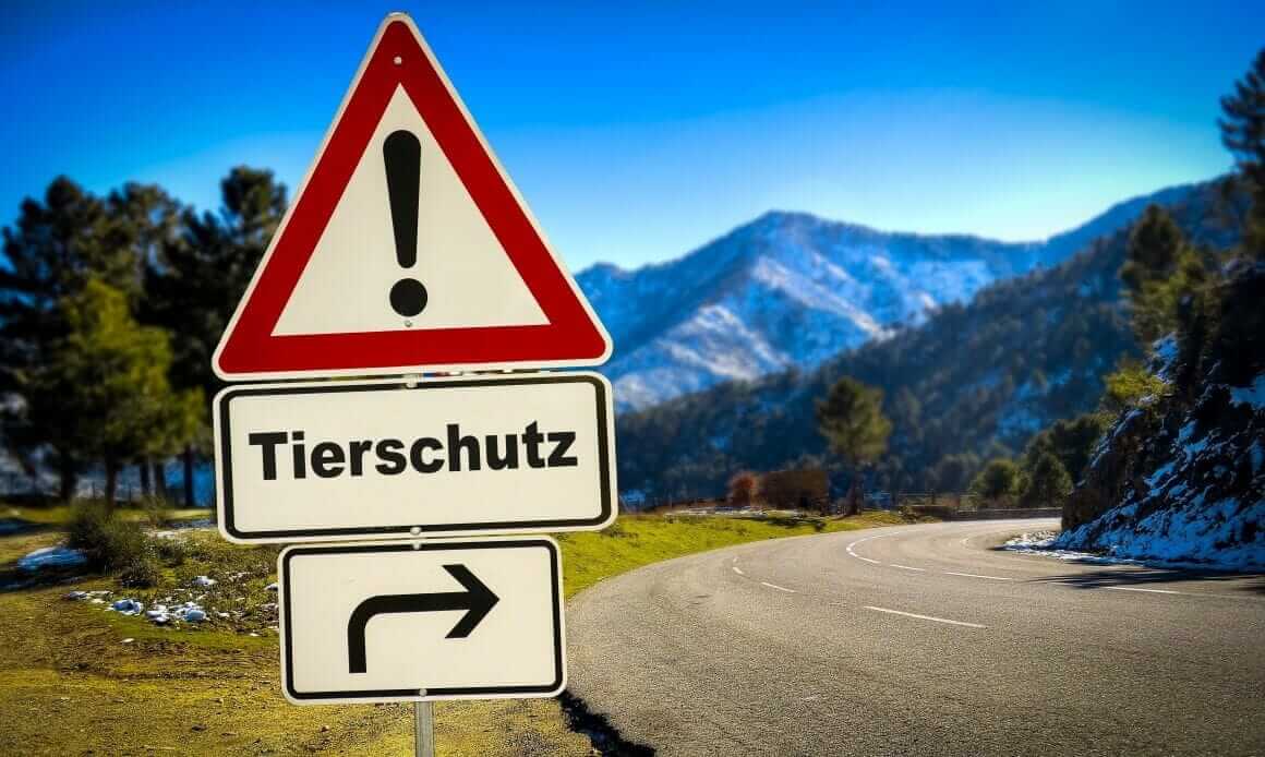 Tierschutzhundeverordnung: Novellierung für eine tierschutzgerechte Haltung und Nutzung der Hunde|Zukünftig nimmt die neue TierSchHuV alle in den Fokus|Tiertransporte – Durch die neue Verordnung wird sich nur wenig verbessern|Der Hund der Zukunft – ein Roboter?