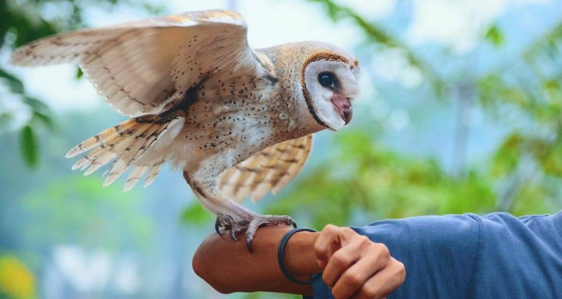 Tiertrainer-Ausbildung bei der ATN: Ein fulminanter Auftakt|Tiertraining in der tiergestützten Arbeit Tiertraining in der tiergestützten Arbeit|Basiswissen des Tiertrainers: Targettraining|Das Seehunde Training: eines der vielen Highlights|Tiertraining mit Haustieren wie etwa Kaninchen
