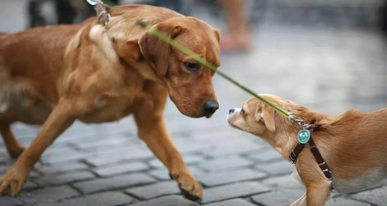 Tipps für stressfreie Hundebegegnungen an der Leine - Leinenaggression vorbeugen|Tipps für stressfreie Hundebegegnungen an der Leine - Leinenaggression vorbeugen|Angespanntes Fixieren kann ein Element des Drohens sein|Probieren Sie eine längere Leine oder ein Brustgeschirr|Üben Sie zunächst immer in ruhiger Umgebung|Dozenten und Autoren ATN - Autorin Maria Hense|