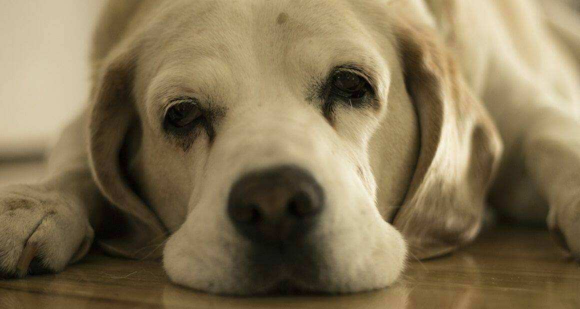 Tipps & Tricks gegen Langeweile beim Hund|Fortgeschrittene Impulskontrolle mit Leckerchen|Fortgeschrittene Impulskontrolle mit Leckerchen|Balancieren von Gegenständen erfordert viel Übung|Agility und Sport im Garten|Agility ist auch im Wald möglich|Dozenten und Autoren ATN - Autorin Sina Koeplin