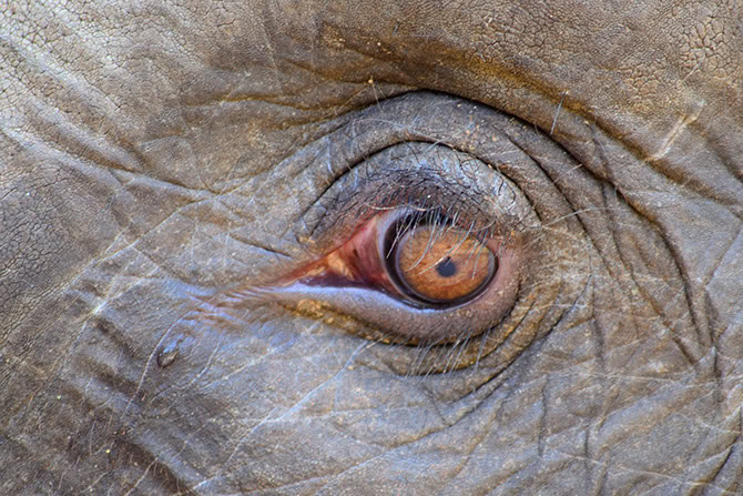 Weinender Elefant